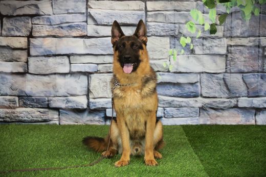 ФОРД Из Поместья Боговик - 27.05.2024 д.р. - подробнее...