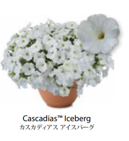 ЕВРО Petunia Cascadias Iceberg укорененный черенок март 26