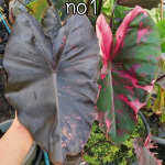 Колоказия SUKSATHIT PINK N1