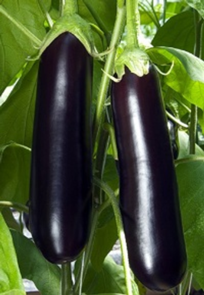 Баклажан Король рынка