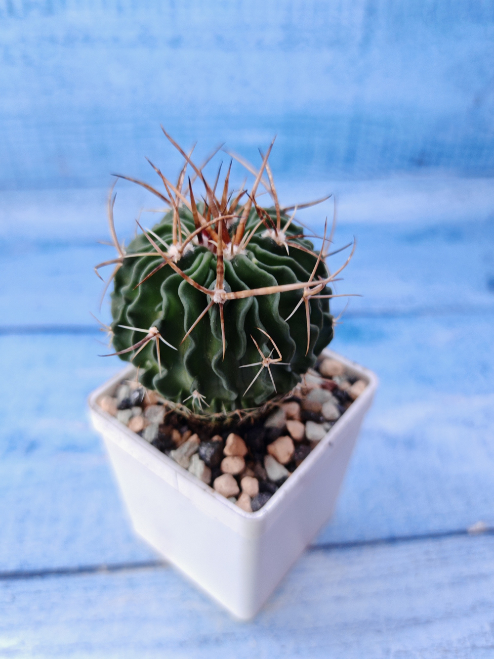 Echinofossulocactus Multicostatus (Эхинофоссулокактус)