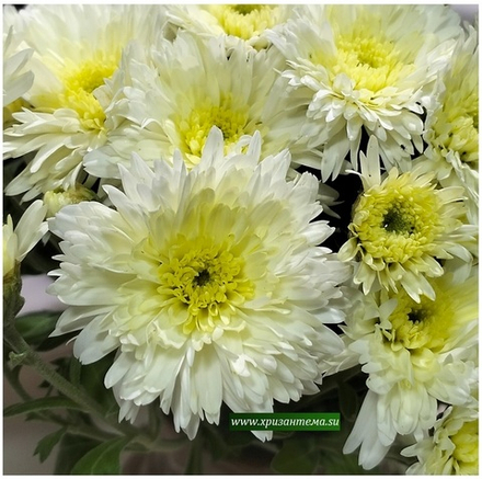 Хризантема мультифлора Coco м.68 /поставка весна 2026г/