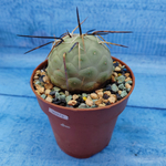 Tephrocactus Geometricus (Тефрокактус)