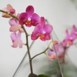 Готовый флорариум с лиловой орхидеей Капля L