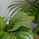 Калатея 12/40