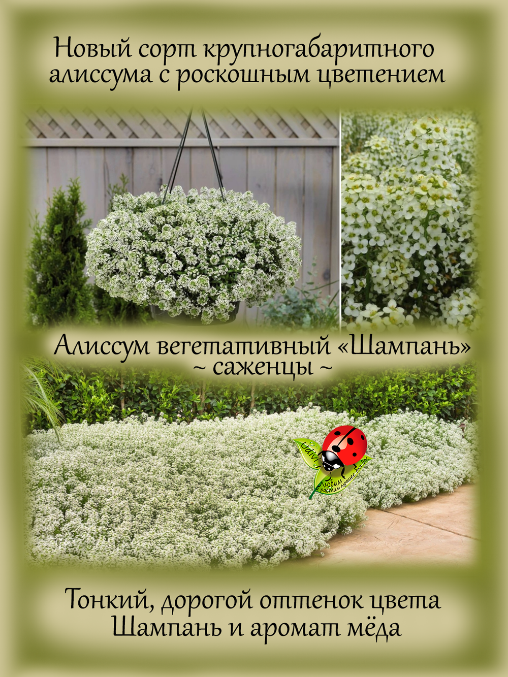Алиссум вегетативный Шампань