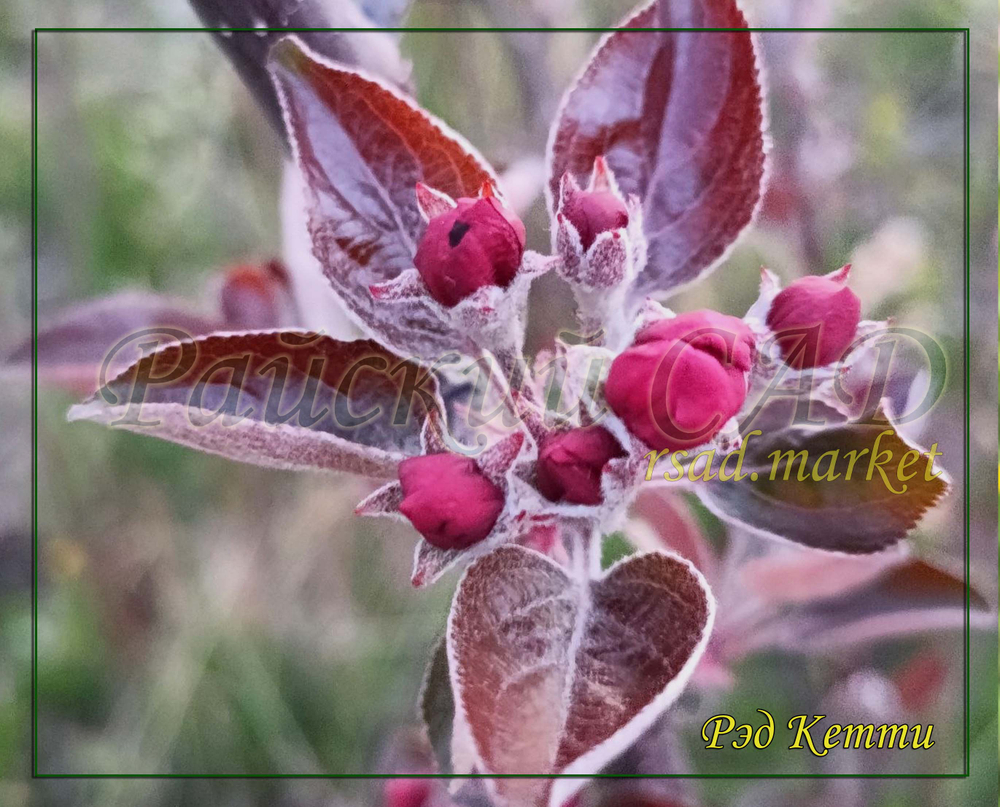Яблоня Ред Кетти ( red Ketti)