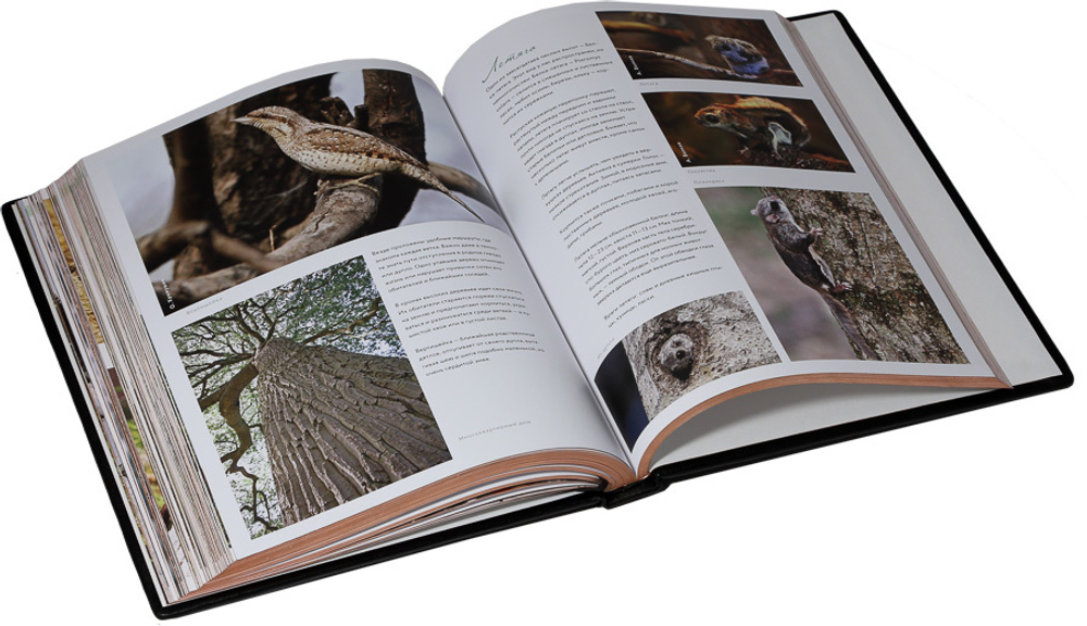 Жизнь русского леса