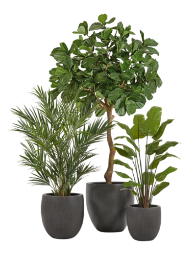 Композиция с Фикусом Лирата Гигант и Стрелицией в кашпо Treez Effectory Beton