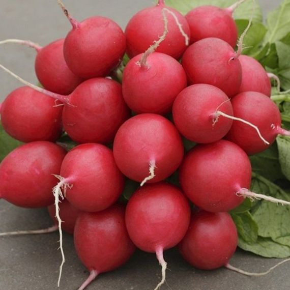 СТЕЛЛАР F1 семена редиса Syngenta описание