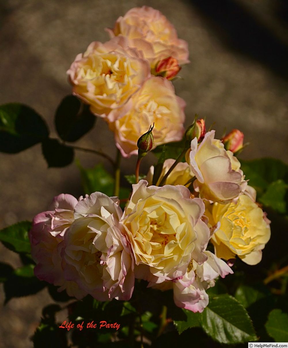 Лайф Оф Зе Пати (Life of the Party)