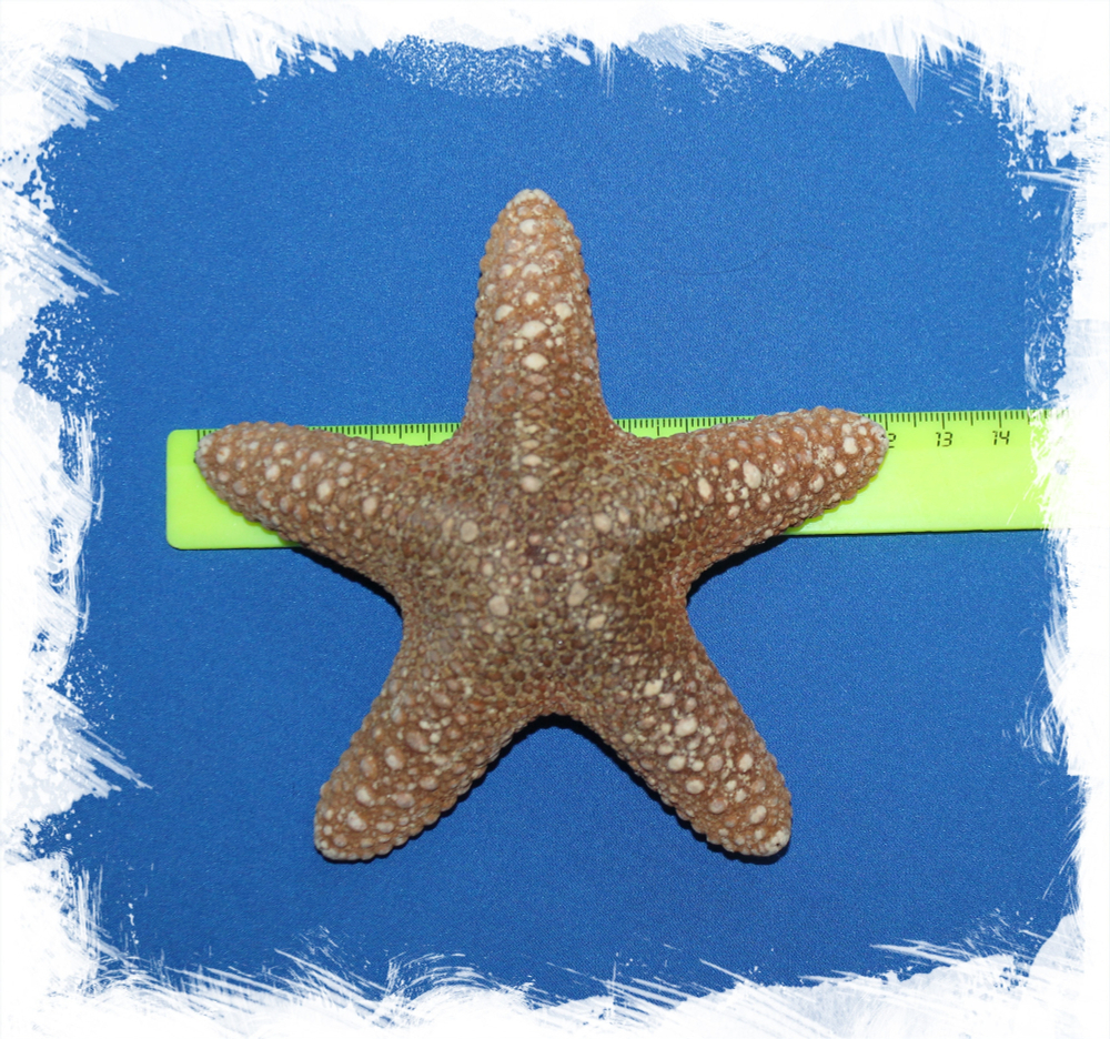 Морская звезда Астеродискус 10 -12,5 см.