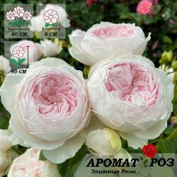 Герцогиня Кристиана (Herzogin Christiana)