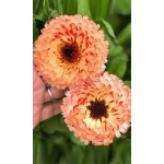 Семена Календула Розовый Сюрприз (УД) Е/П