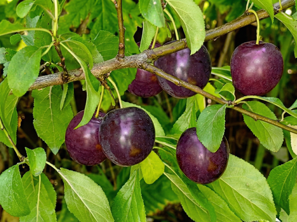 Саженец СВГ «Опата» (Урожайная, Красно-коричневая, Раскидистая)