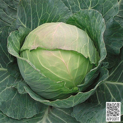 Фреско F1 семена капусты белокочанной (Bejo / Бейо)