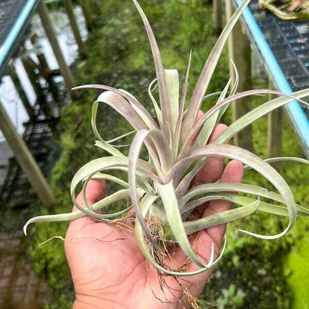 Тилландсия capitata x streptophylla
