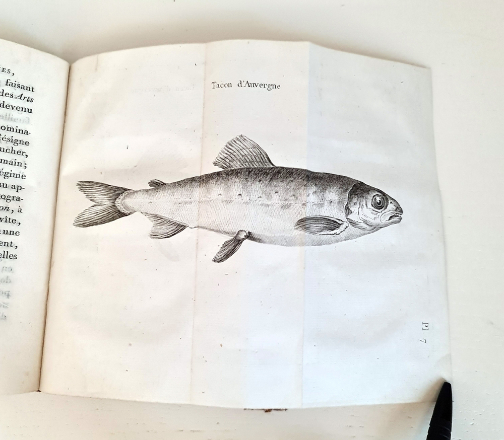 "Recherches sur les origines celtiques, principalement sur celles du Bugey. Par Pierre J.J.Bacon-Tacon