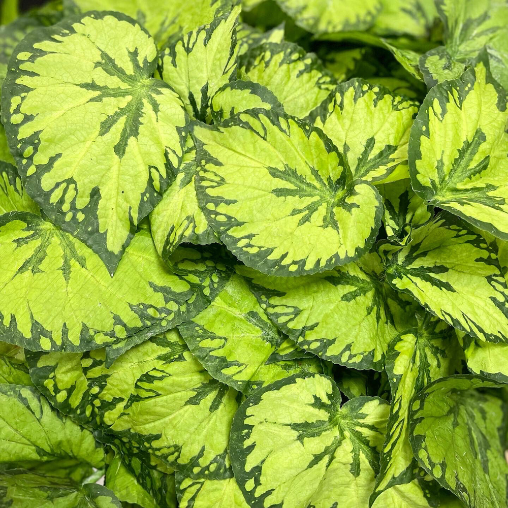 Бегония куст 45 см.