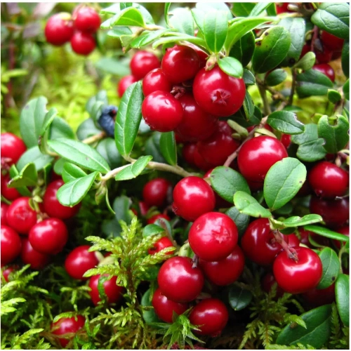 «Эрнтеданк» (Vaccinium vitis-idaea ‘Erntedank’)