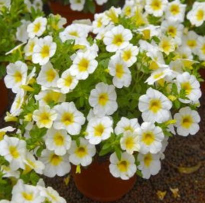 Калибрахоа ЕВРО в наличии