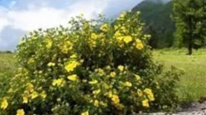 Курильский чай(лапчатка)