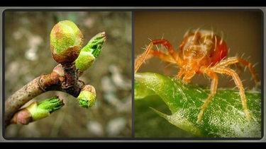 Обработка смородины от почкового клеща в апреле: пошаговое руководство для опоздавших