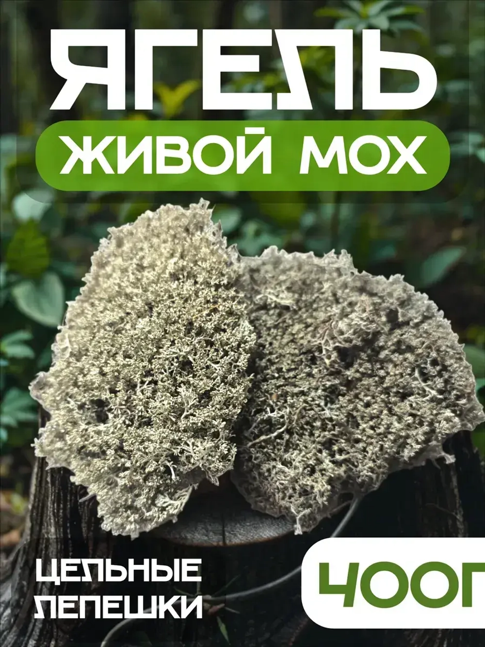 Ягель олений мох (кладония)