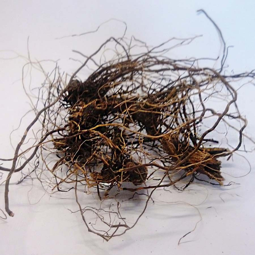 Левзеи корень (Маралий корень)