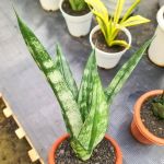 Сансевиерия FROZEN