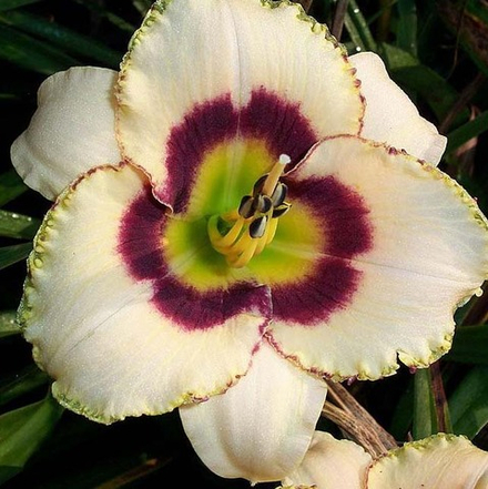 Лилейник Блюберри Кэнди С2