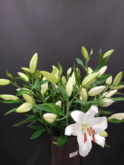 Лилия Белая 70 см