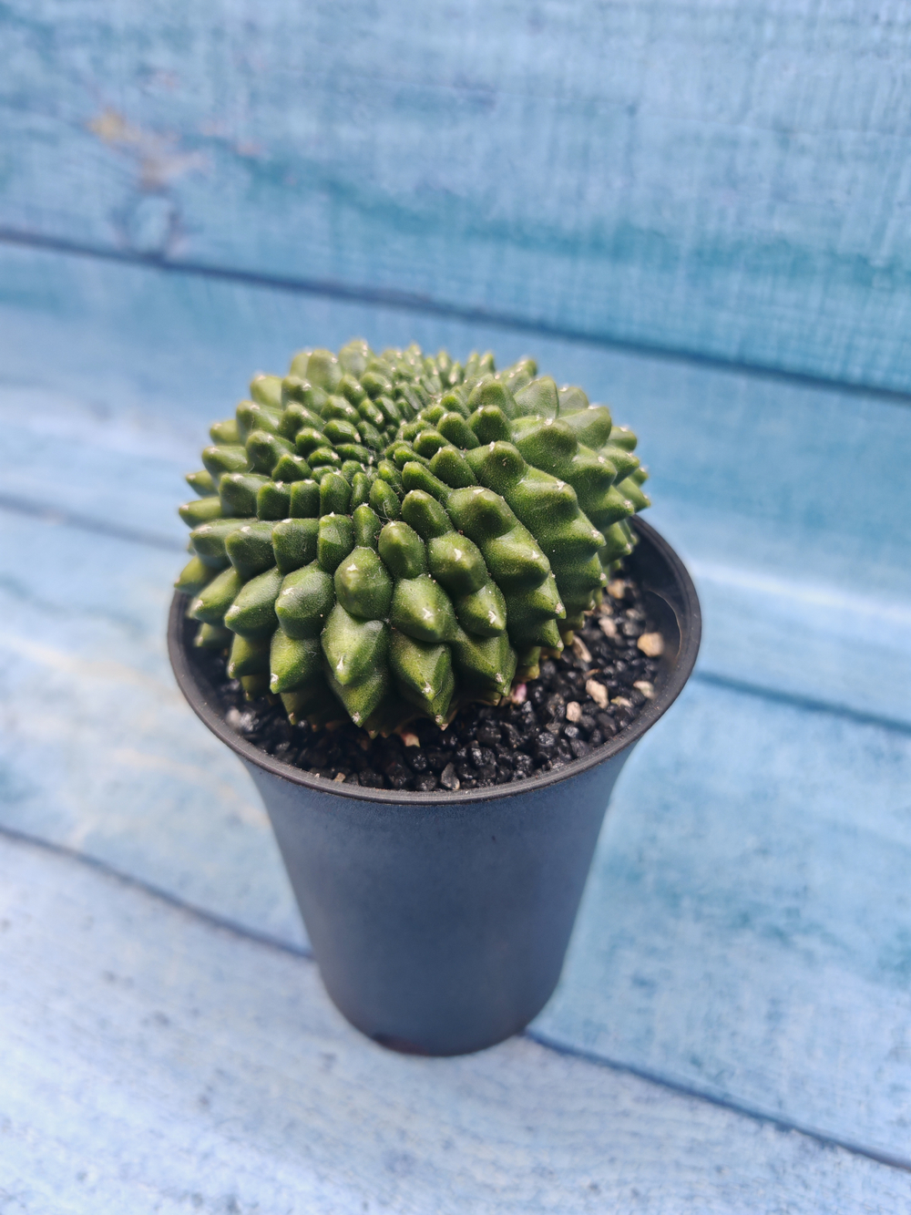 Gymnocalycium Spineless Crested form (Гимнокалициум Кристатный)