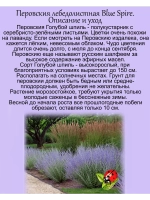Перовския лебедолистная Голубой шпиль многолетняя