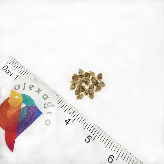 ЭТЕРИ F1 семена томата Seminis отзывы