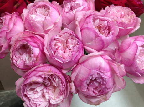 Претти Нина (Pretty Nina)