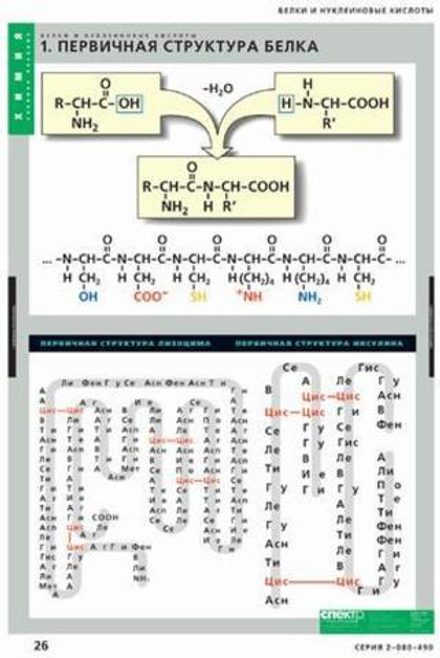 Учебный альбом Химия. Белки и нуклеиновые кислоты. (8 листов)