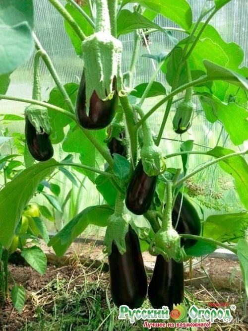 Баклажан Жизель F1