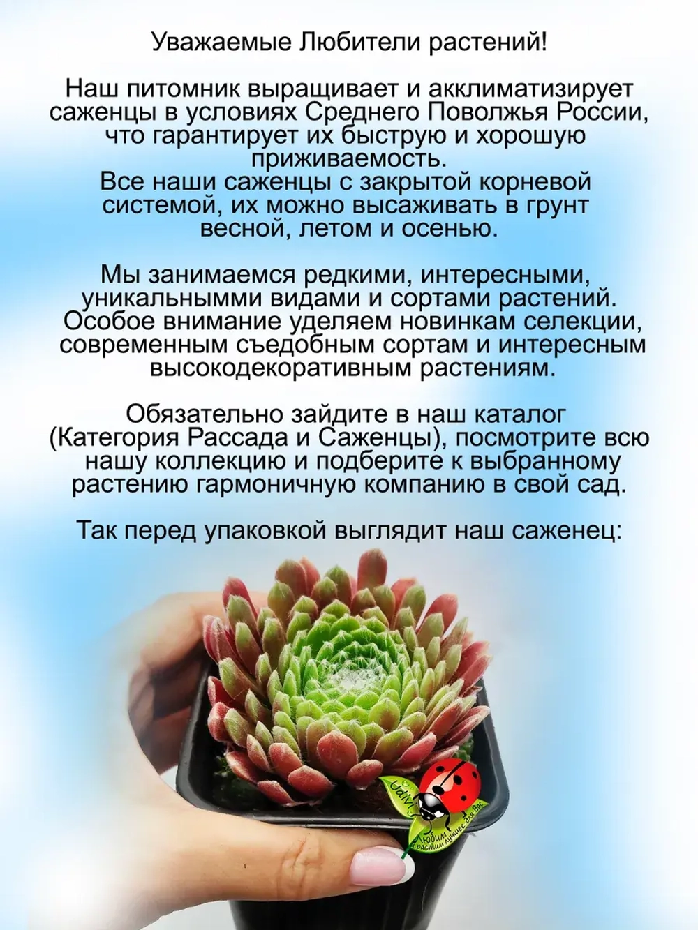 Молодило Овен Ариес многолепестковое