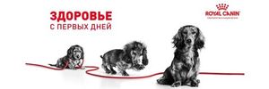 Корм для щенков крупных пород, Royal Canin Maxi Puppy