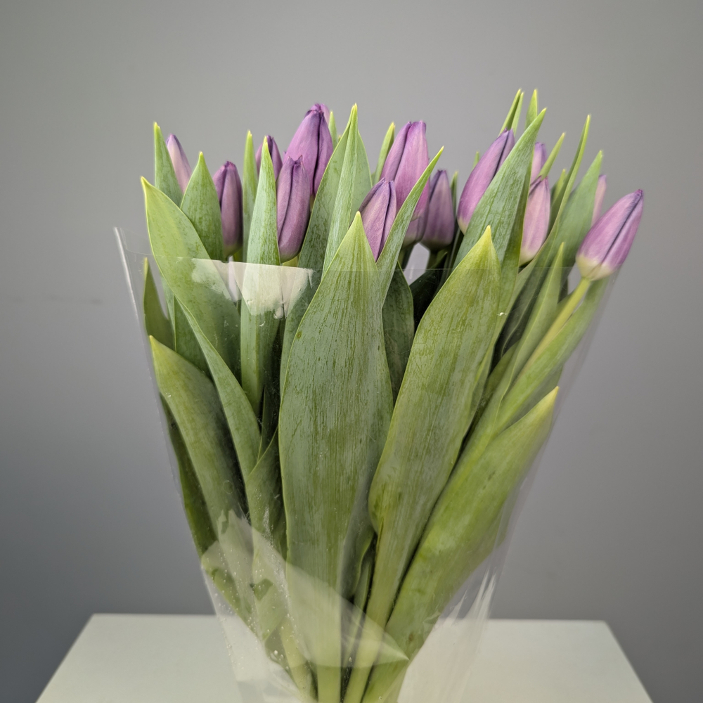 Пачка Сиреневых Тюльпанов (25 шт.)