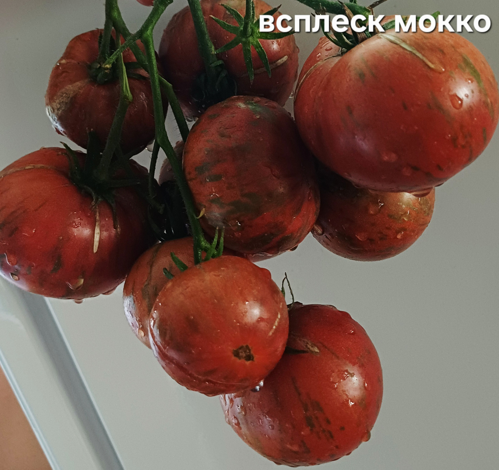 ВСПЛЕСК МОККО