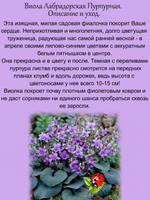 Виола Лабрадорская Пурпурная многолетняя