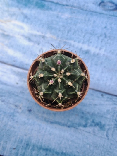 Gymnocalycium Friedrichii (Гимнокалициум)
