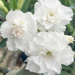 Адениум KHAO MALEE SON