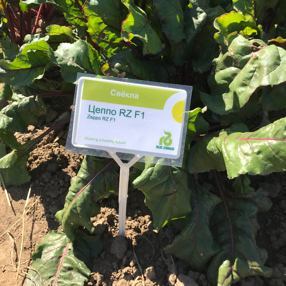 Цеппо F1 семена свеклы (Rijk Zwaan / Райк Цваан)