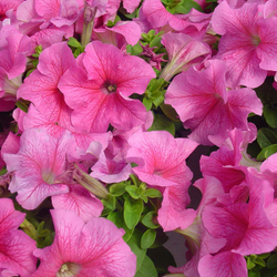 Петуния грандифлора Лимбо Джи Пи Роуз Вейнед (50др) Витагрин Профи