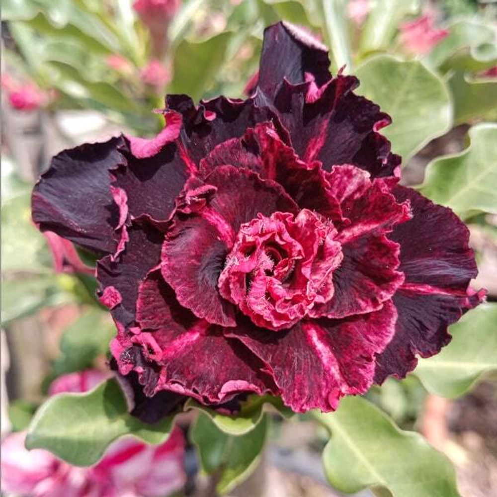 Адениум обесум BLUE DIAMOND