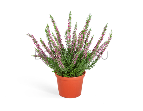 Эрика (вереск) куст тёмно-сиреневый в горшочке (пластик) в-27 см 12/12 20.5937PU