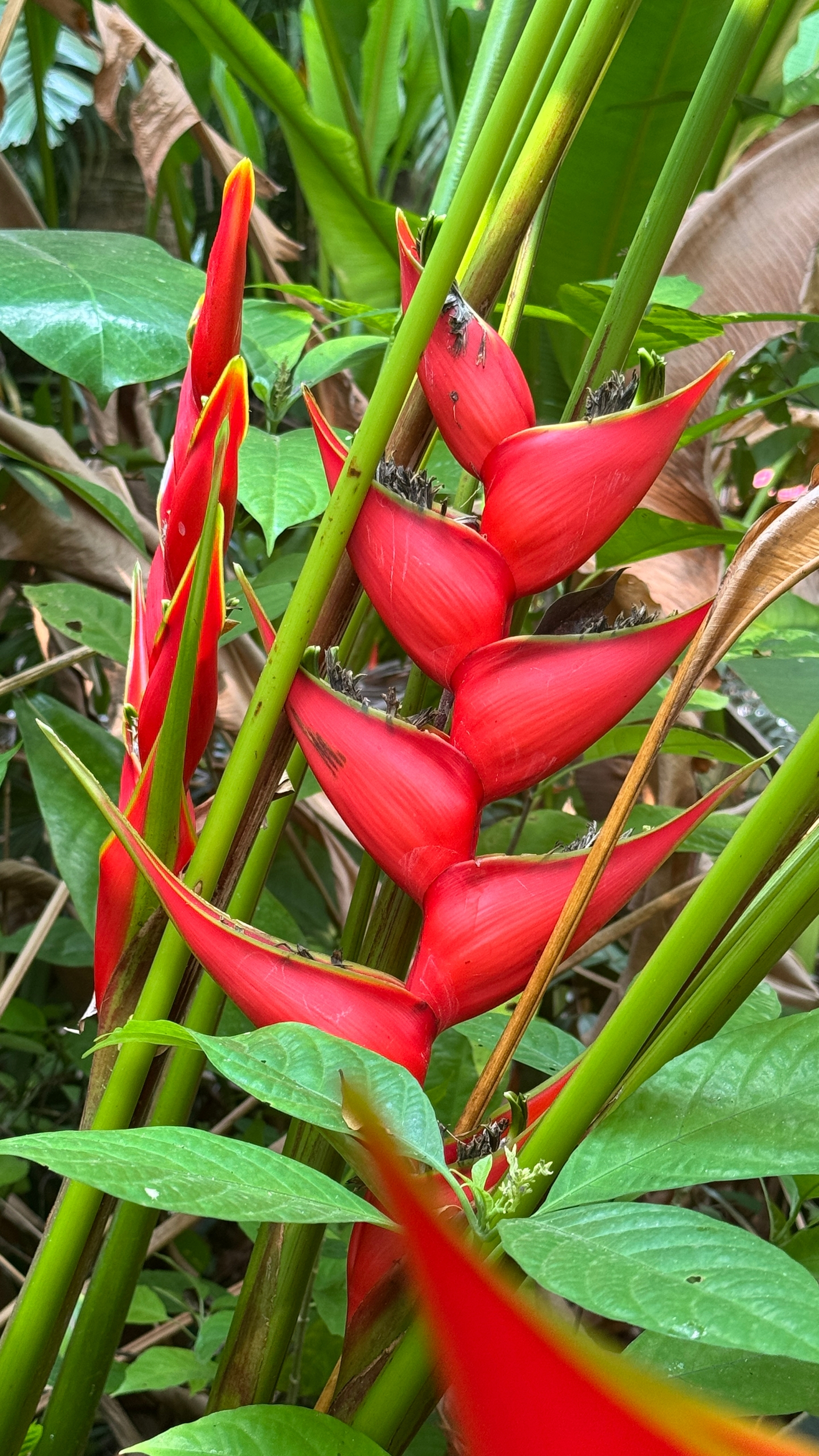 Геликонии бихай и пситтакорум